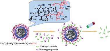 Graphical abstract: Superparamagnetic core-shell polymer particles for efficient purification of his-tagged proteins