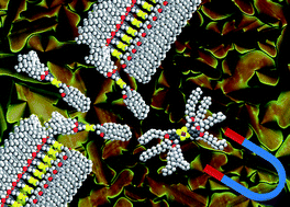 Graphical abstract: Probing magnetic interactions in columnar phases of a paramagnetic gold dithiolene complex