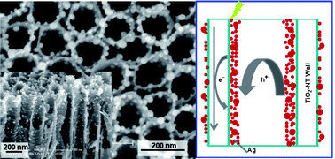 Graphical abstract: Photocatalytic degradation of organic pollutants with Ag decorated free-standing TiO2 nanotube arrays and interface electrochemical response