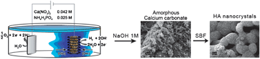 Graphical abstract: Electrochemically assisted deposition on TiO2 scaffold for Tissue Engineering: an apatite bio-inspired crystallization pathway