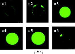 Graphical abstract: Structural design and preparation of high-performance QD-encoded polymer beads for suspension arrays