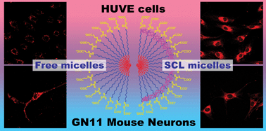 Graphical abstract: Polymeric micelles using pseudo-amphiphilic block copolymers and their cellular uptake