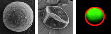 Graphical abstract: Fabrication of covalently crosslinked and amine-reactive microcapsules by reactive layer-by-layer assembly of azlactone-containing polymer multilayers on sacrificial microparticle templates