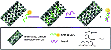 Graphical abstract: Multi-walled carbon nanotubes as an effective fluorescent sensing platform for nucleic acid detection