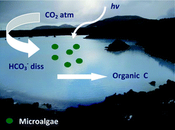 Graphical abstract: Novel photosynthetic CO2 bioconvertor based on green algae entrapped in low-sodium silica gels