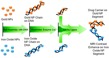 Graphical abstract: Gold–iron oxide nanoparticle chains scaffolded on DNA as potential magnetic resonance imaging agents