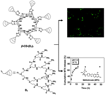 Graphical abstract: Star-shaped polymers consisting of a β-cyclodextrin core and poly(amidoamine) dendron arms: binding and release studies with methotrexate and siRNA