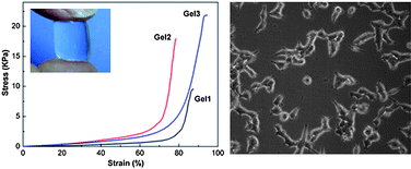 Graphical abstract: Novel hydrogels prepared via direct dissolution of chitin at low temperature: structure and biocompatibility