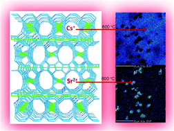 Graphical abstract: Contrasting immobilization behavior of Cs+ and Sr2+ cations in a titanosilicate matrix