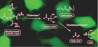 Graphical abstract: Safe and efficient in vitro and in vivo gene delivery: tripodal cationic lipids with programmed biodegradability