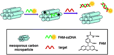 Graphical abstract: A new application of mesoporous carbon microparticles to nucleic acid detection