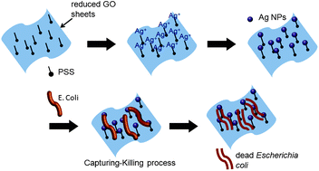 Graphical abstract: Facile synthesis of silver@graphene oxide nanocomposites and their enhanced antibacterial properties