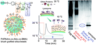 Graphical abstract: Thermo-responsive protein adsorbing materials for purifying pharmaceutical protein on exposed charging surface