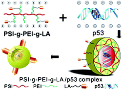 Graphical abstract: Design of hepatocyte-targeted gene transfer vector and its in vitro transfer of tumor-suppressor p53 gene