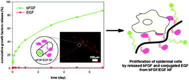 Graphical abstract: Coaxial electrospun nanofibers for treatment of diabetic ulcers with binary release of multiple growth factors