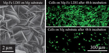 Graphical abstract: Direct growth of oriented Mg–Fe layered double hydroxide (LDH) on pure Mg substrates and in vitro corrosion and cell adhesion testing of LDH-coated Mg samples