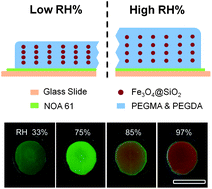 Graphical abstract: Magnetically assembled photonic crystal film for humidity sensing