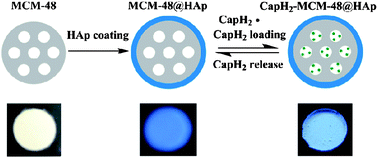 Graphical abstract: A novel luminescent mesoporous silica/apatite composite for controlled drug release