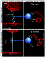 Graphical abstract: The physical chemistry of mechanoresponsive polymers