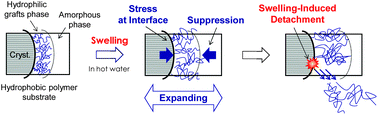 Graphical abstract: Degradation manner of polymer grafts chemically attached on thermally stable polymer films: swelling-induced detachment of hydrophilic grafts from hydrophobic polymer substrates in aqueous media