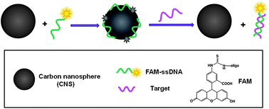 Graphical abstract: Carbon nanospheres for fluorescent biomolecular detection
