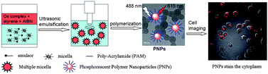 Graphical abstract: Polymer nanoparticles with an embedded phosphorescent osmium(ii) complex for cell imaging