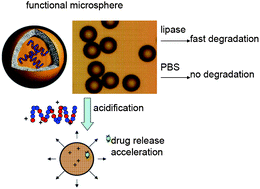 Graphical abstract: Novel cationic poly(ester-co-carbonate) materials functionalized with tertiary amine groups