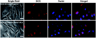 Graphical abstract: Preparation and characterization of temperature-responsive and magnetic nanomicelles