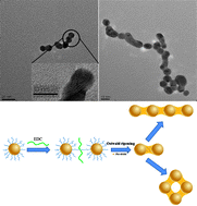 Graphical abstract: Small molecule induced self-assembly of Au nanoparticles
