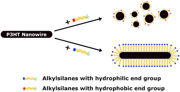 Graphical abstract: Surface modification and shape adjustment of polymer semiconductor nanowires