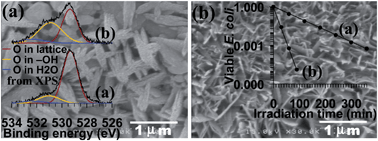 Graphical abstract: CuO/Cu(OH)2 hierarchical nanostructures as bactericidal photocatalysts