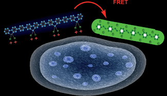 Graphical abstract: Visual optical discrimination and detection of microbial pathogens based on diverse interactions of conjugated polyelectrolytes with cells