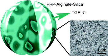 Graphical abstract: Combined release of platelet-rich plasma and 3D-mesenchymal stem cell encapsulation in alginate hydrogels modified by the presence of silica