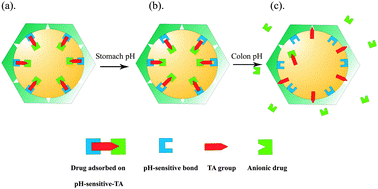 Graphical abstract: pH-controllable release using functionalized mesoporous silica nanoparticles as an oral drug delivery system