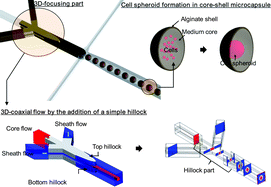 Graphical abstract: Generation of core-shell microcapsules with three-dimensional focusing device for efficient formation of cell spheroid