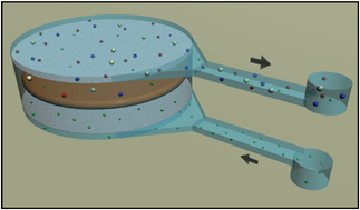 Graphical abstract: A microfluidic approach for in vitro assessment of interorgan interactions in drug metabolism using intestinal and liver slices