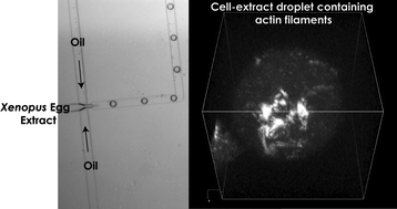 Graphical abstract: Towards high throughput production of artificial egg oocytes using microfluidics