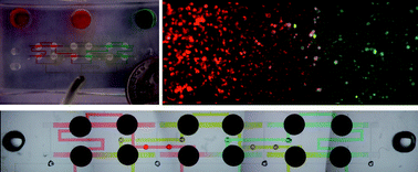 Graphical abstract: Uniform cell seeding and generation of overlapping gradient profiles in a multiplexed microchamber device with normally-closed valves