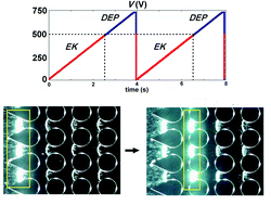 Graphical abstract: Controlled microparticle manipulation employing low frequency alternating electric fields in an array of insulators