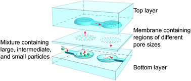 Graphical abstract: Particle sorting using a porous membrane in a microfluidic device