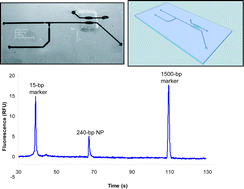 Graphical abstract: An integrated, valveless system for microfluidic purification and reverse transcription-PCR amplification of RNA for detection of infectious agents