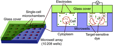 Graphical abstract: Large-scale arrays of picolitre chambers for single-cell analysis of large cell populations