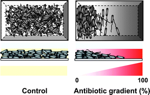 Graphical abstract: In situ monitoring of antibiotic susceptibility of bacterial biofilms in a microfluidic device