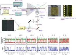 Graphical abstract: A microfluidic approach for investigating the temperature dependence of biomolecular activity with single-molecule resolution