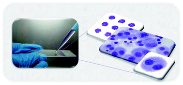 Graphical abstract: Sorted cell microarrays as platforms for high-content informational bioassays