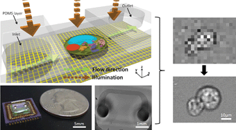 Graphical abstract: Sub-pixel resolving optofluidic microscope for on-chip cell imaging