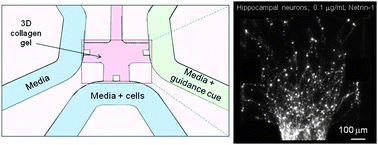 Graphical abstract: A high-throughput microfluidic assay to study neurite response to growth factor gradients