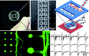 Graphical abstract: Device for co-culture of sympathetic neurons and cardiomyocytes using microfabrication