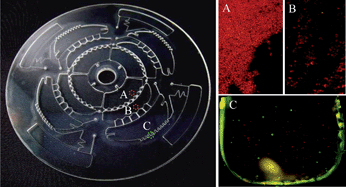 Graphical abstract: Separation and detection of rare cells in a microfluidic disk via negative selection