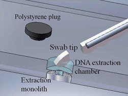 Graphical abstract: Development of a real-world direct interface for integrated DNA extraction and amplification in a microfluidic device